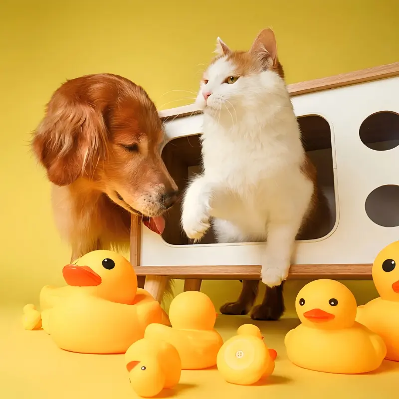 Golden Retriever and white cat surrounded by yellow rubber duck toys.